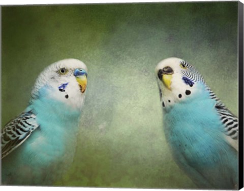 Framed Budgie 4 Print