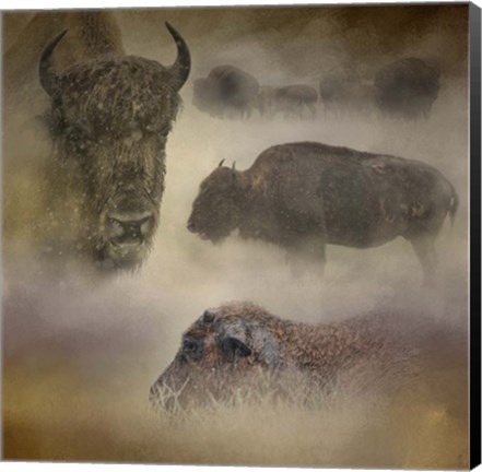 Framed Buffalo Dreams Print