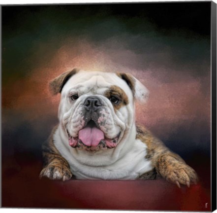 Framed Bulldog Hanging Out Print