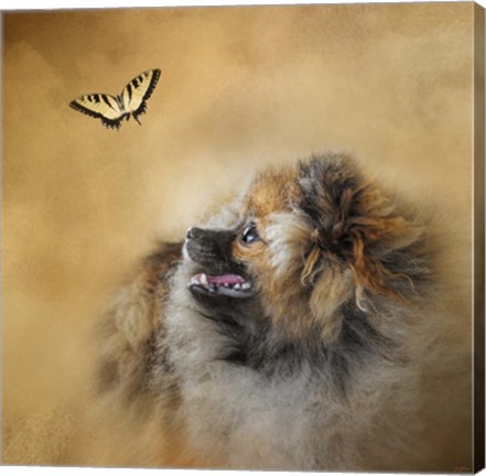 Framed Butterfly Dreams Pomeranian Print