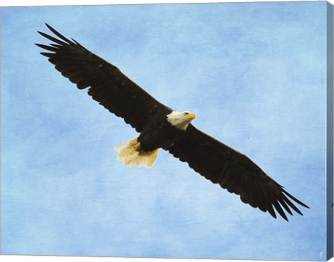 Framed By His Grace Bald Eagle Print