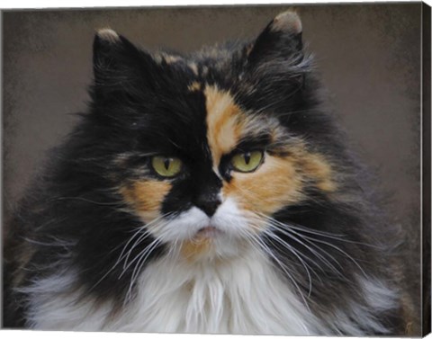 Framed Calico Cat Portrait Print