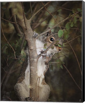 Framed Camera Shy Squirrel Print