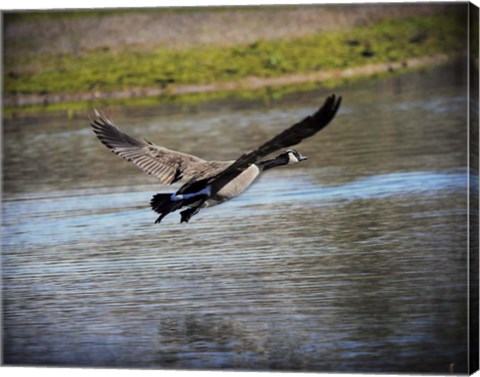 Framed Canadian Goose In Flight 2 Print