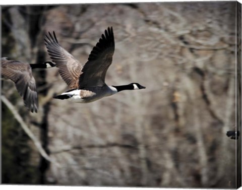 Framed Canadian Goose In Flight 3 Print