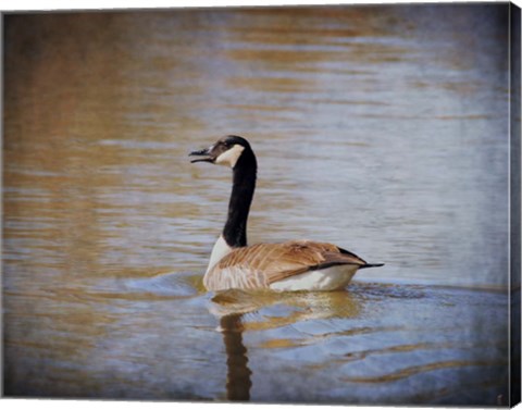 Framed Canadian Goose In The Water Print