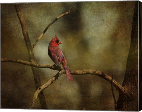 Framed Cardinal On A Branch Print