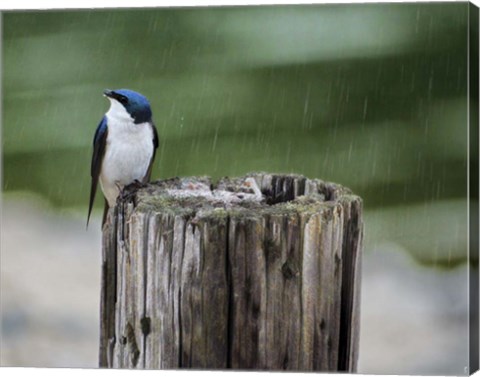 Framed Catching Raindrops Print