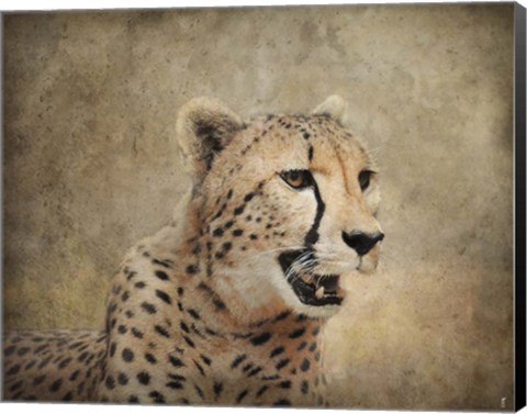 Framed Cheetah Print