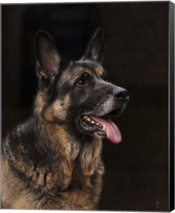 Framed Classic German Shepherd Print
