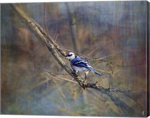 Framed Color My World Blue Jay Print