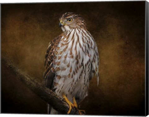 Framed Coopers Hawk Portrait 1 Print