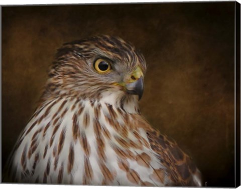 Framed Coopers Hawk Portrait 2 Print