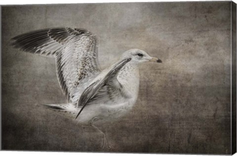 Framed Dance Of The Lone Gull Print
