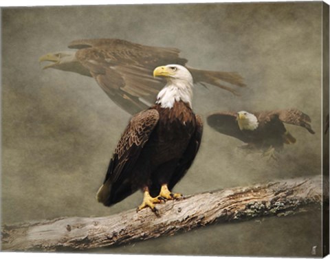 Framed Dreaming Of Freedom Bald Eagles Print
