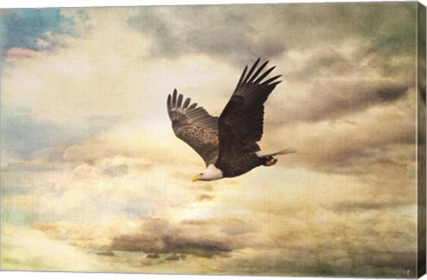 Framed Early Evening Flight Bald Eagle 1 Print