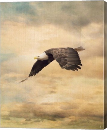 Framed Early Evening Flight Bald Eagle 2 Print