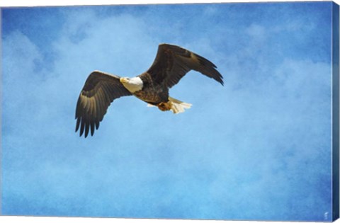 Framed Early Spring Flight Bald Eagle Print