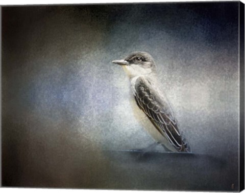 Framed Eastern Kingbird Portrait Print