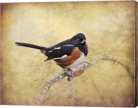 Framed Eastern Towhee Portrait Print