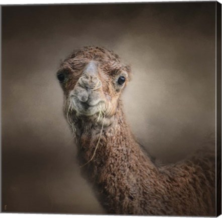 Framed Eat Your Veggies Camel Print