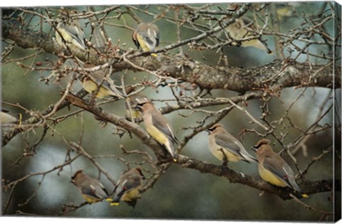Framed Family Reunion Cedar Wax wings Print