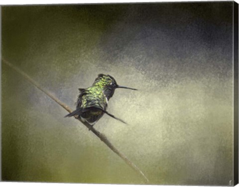 Framed Feeling Frisky Hummingbird Print