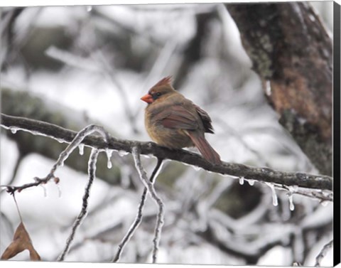 Framed Female Cardinal Braving The Cold Print