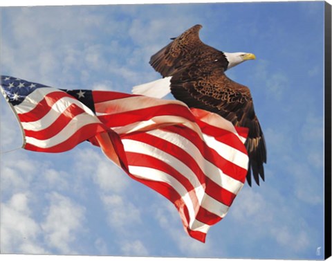 Framed Flight of Freedom Bald Eagle Print