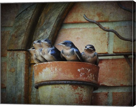 Framed Flower pot Swallows Print