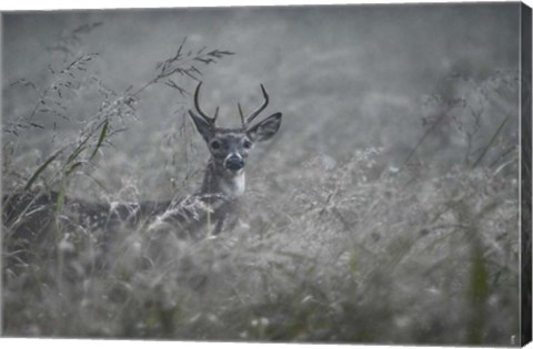 Framed Foggy Morning Buck Print