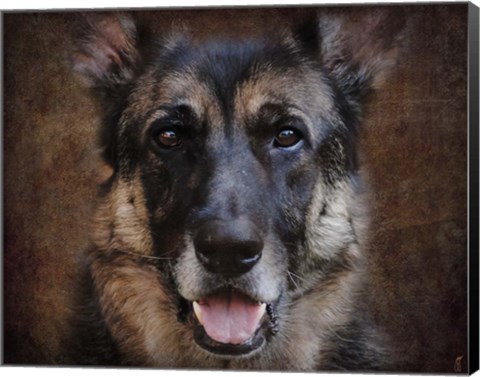 Framed German Shepherd Face Print