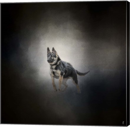 Framed German Shepherd Puppy Feet First Print