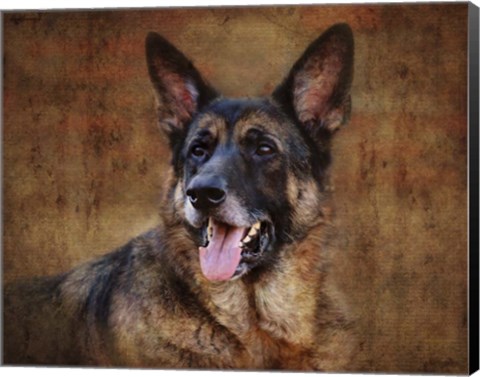 Framed German Shepherd Print