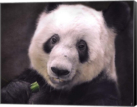 Framed Giant Panda Bear Print