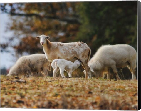 Framed Giving Nourishment Sheep Print