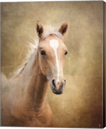Framed Golden Girl Palomino Horse Print