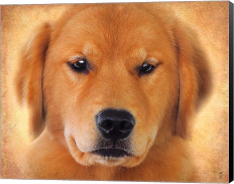 Framed Golden Retriever Portrait Print