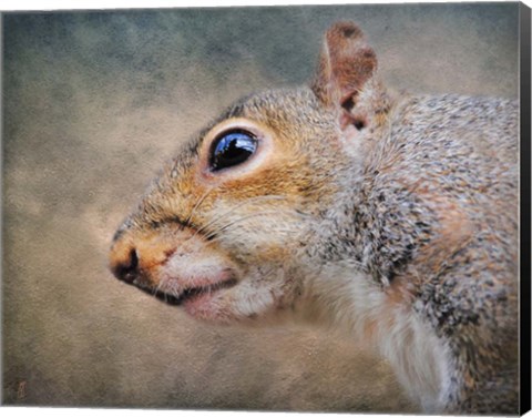 Framed Gray Squirrel Portrait Print