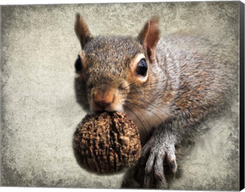 Framed Gray Squirrel With Nut Print