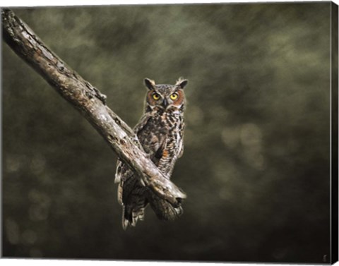 Framed Great Horned Owl At Shiloh Print