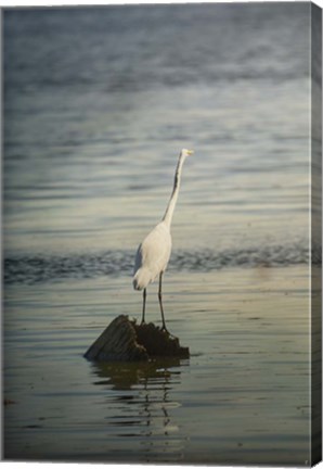 Framed Great White Egret At Sunrise Print