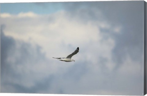 Framed Gull Over Paris Landing Print