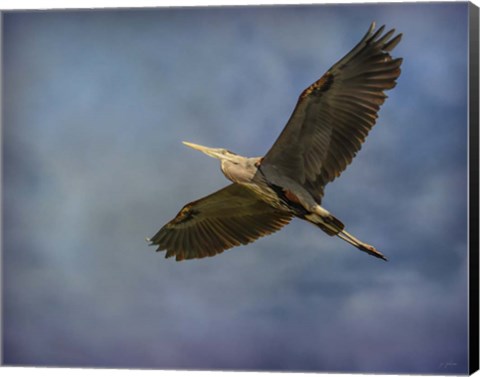 Framed Heron Overhead Print