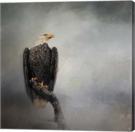 Framed High Perch Bald Eagle Print