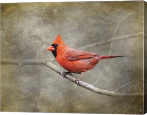 Framed His Red Glory Cardinal Print