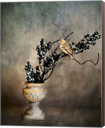 Framed House Finch and Berries Print