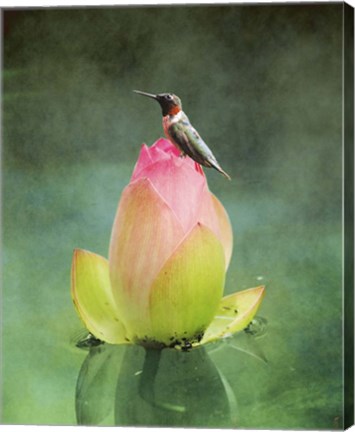 Framed Hummingbird And The Lotus Flower Print