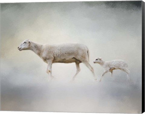 Framed In My Mothers Footsteps Sheep and Lamb Print