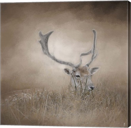 Framed In Plain Sight Sika Deer Print